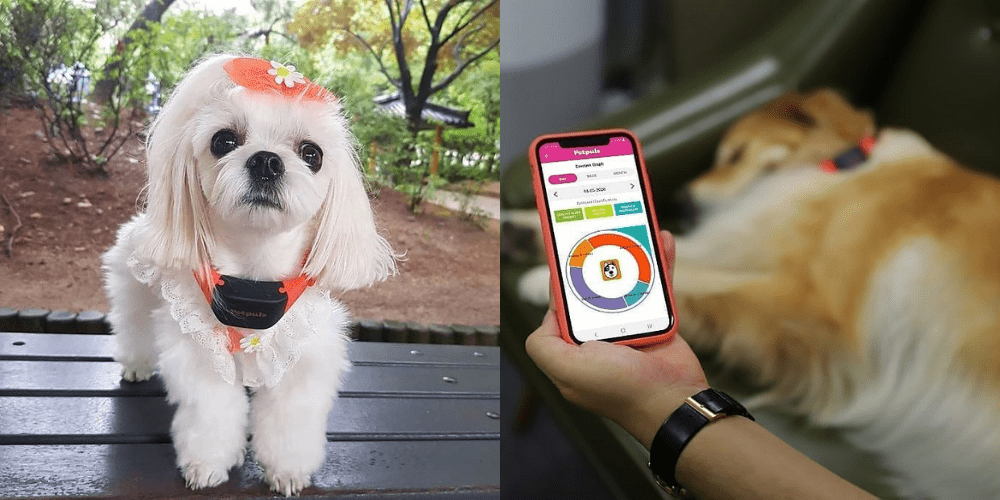 Can AI translate Animal Languages