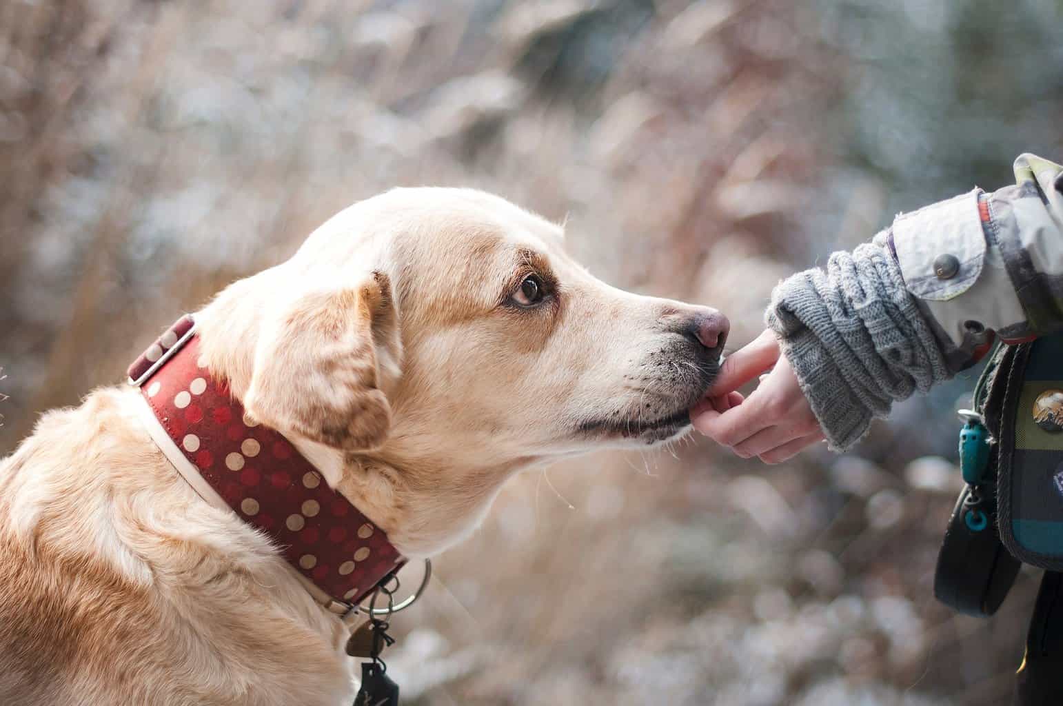 Can AI translate Animal Languages